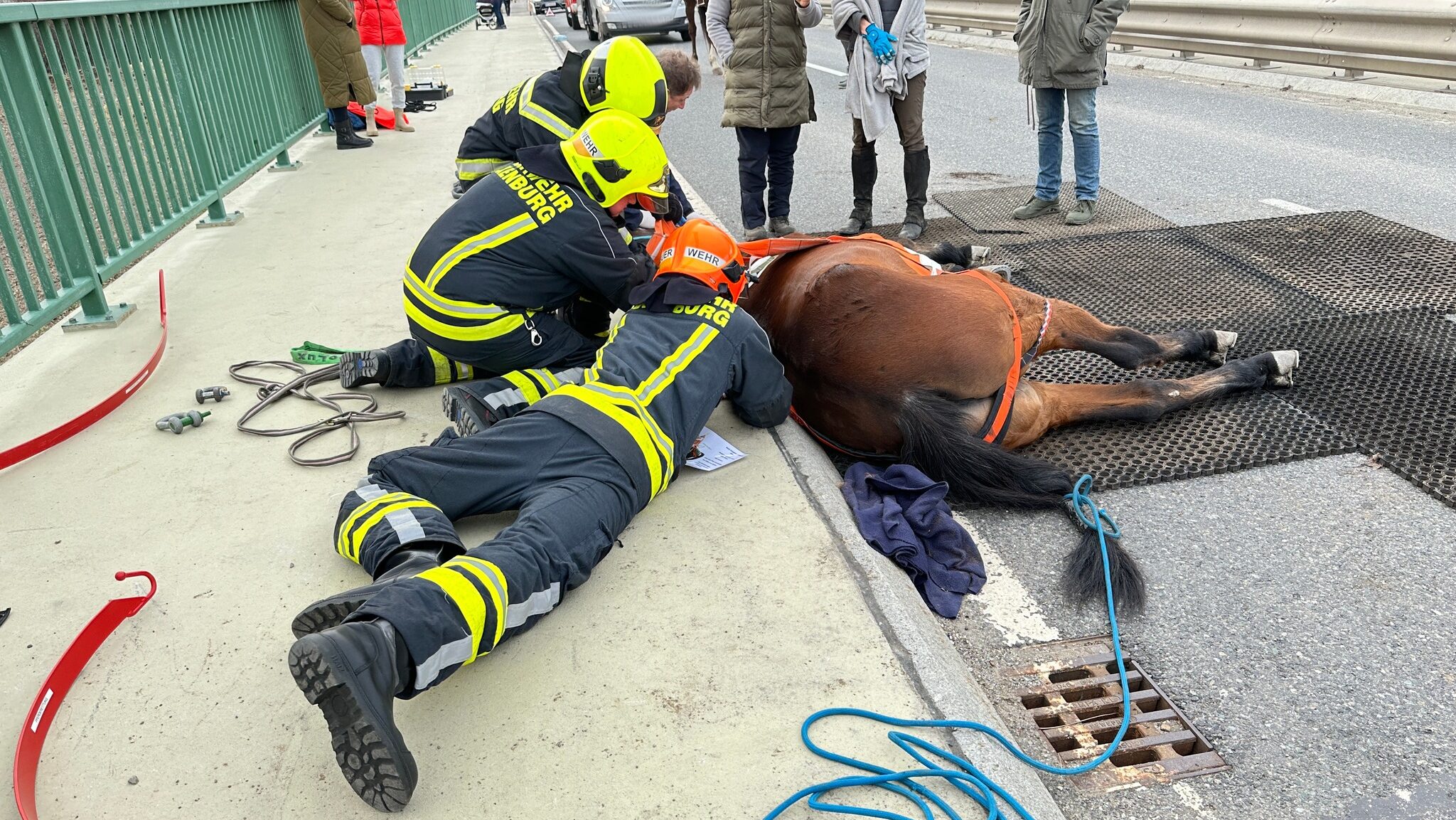 Himberg – Tierrettung auf der Landesstraße